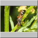 Mellinus crabroneus - Grabwespe w15 12mm - OS-Wallenhorst Sandgrube.jpg